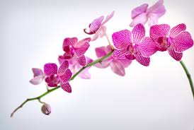 wt-gift-guide-orchid-copy